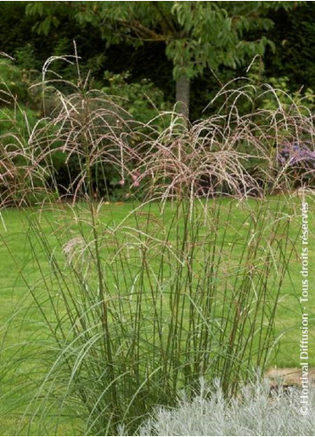 MISCANTHUS sinensis GRAZIELLA