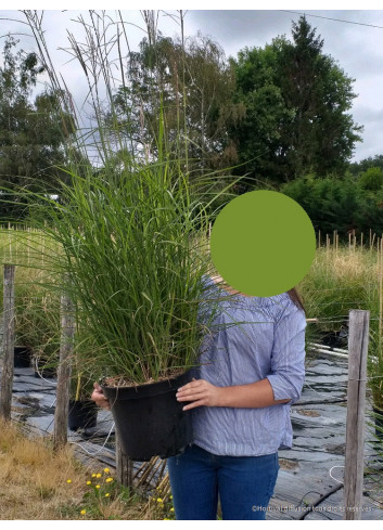 MISCANTHUS sinensis GRAZIELLA En pot de 10-12 litres