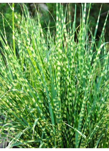 MISCANTHUS sinensis ZEBRINUS