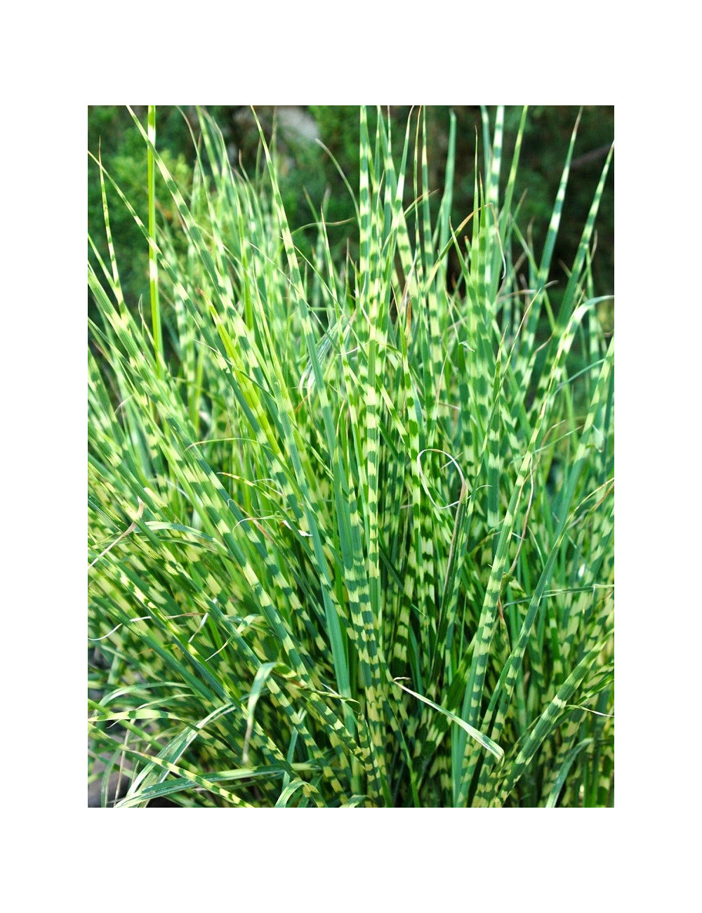 MISCANTHUS sinensis ZEBRINUS