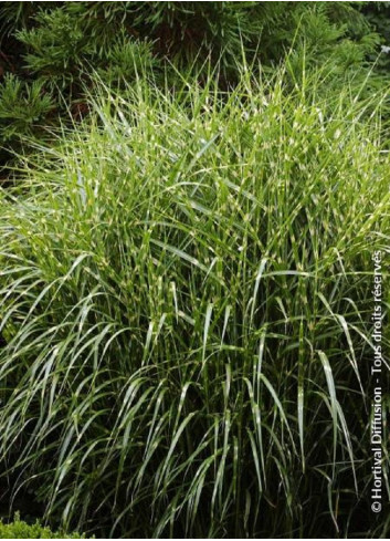 MISCANTHUS sinensis ZEBRINUS