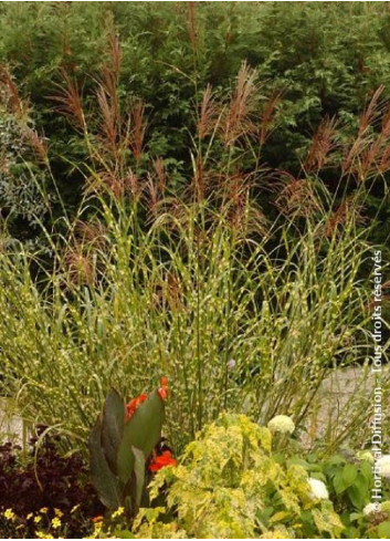 MISCANTHUS sinensis ZEBRINUS