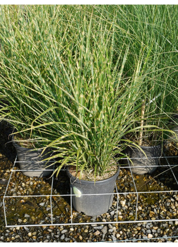 MISCANTHUS sinensis ZEBRINUS En pot de 10-12 litres