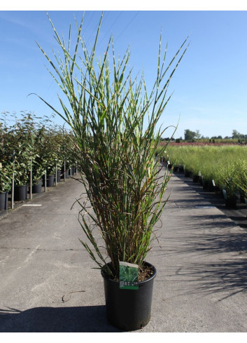 MISCANTHUS sinensis ZEBRINUS En pot de 15-20 litres