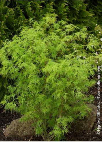 ACER palmatum DISSECTUM SEIRYU