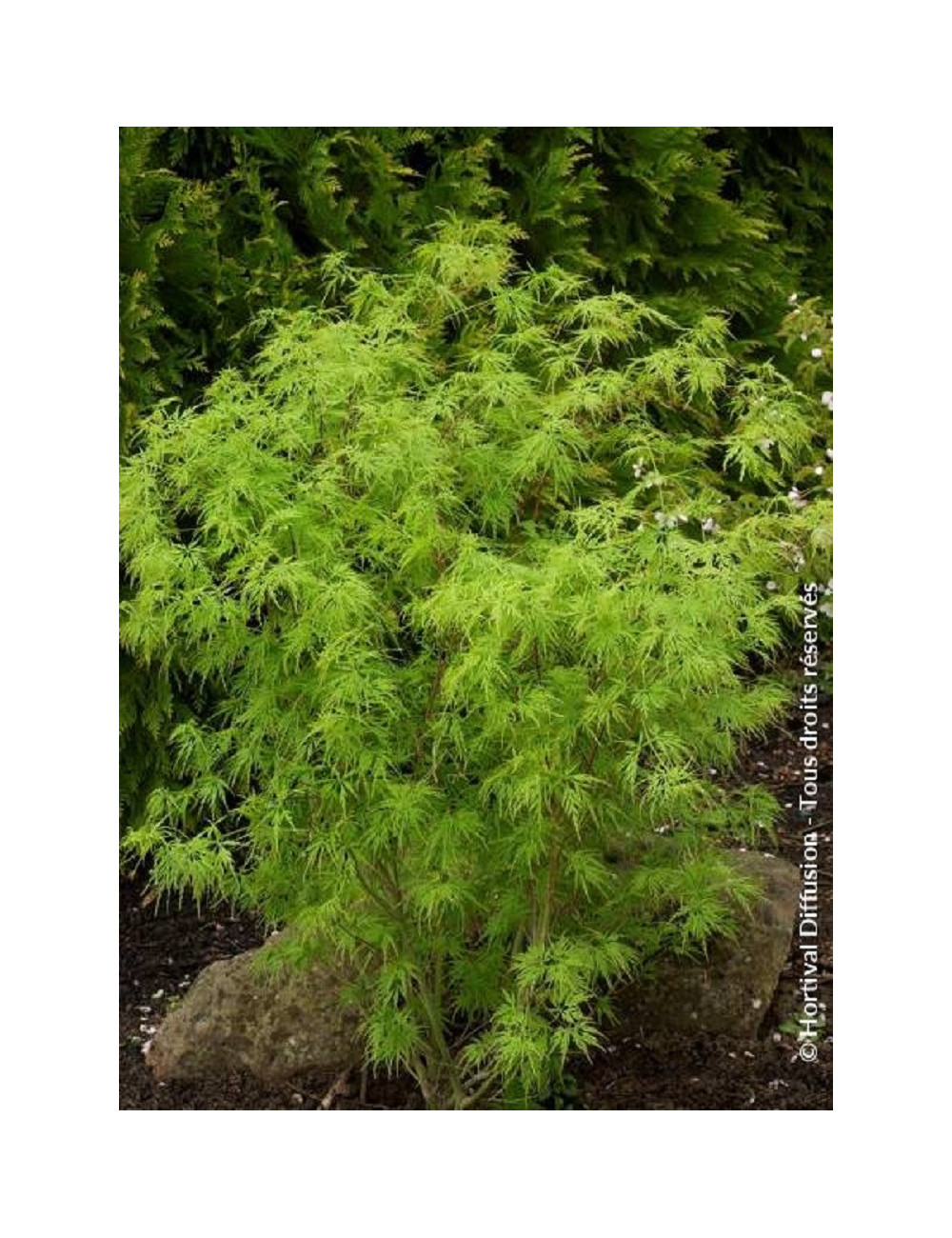 ACER palmatum DISSECTUM SEIRYU