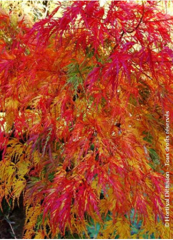 ACER palmatum DISSECTUM SEIRYU