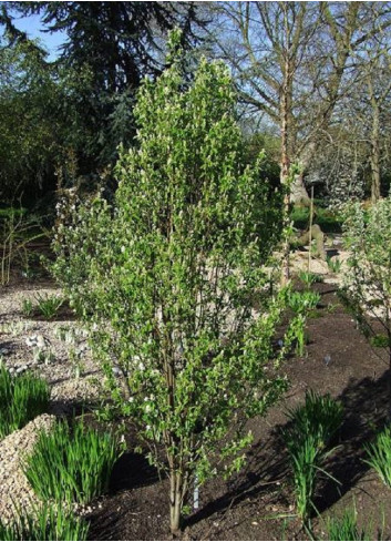 AMELANCHIER alnifolia OBELISK