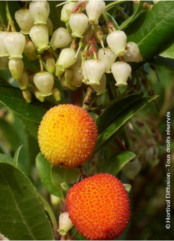 ARBUTUS unedo ATLANTIC