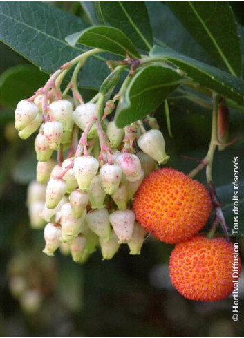 ARBUTUS unedo ATLANTIC