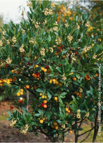 ARBUTUS unedo ATLANTIC