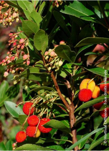 ARBUTUS unedo ROSELILY