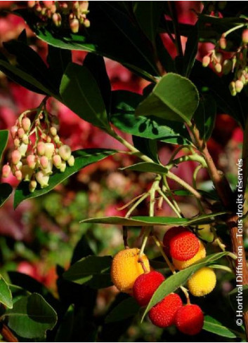 ARBUTUS unedo ROSELILY