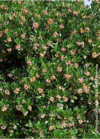 ARBUTUS unedo ROSELILY