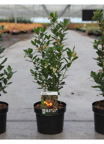 ARBUTUS unedo ROSELILY En pot de 4-5 litres