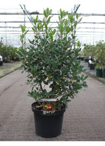 ARBUTUS unedo ROSELILY En pot de 10-12 litres