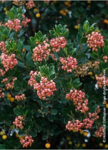 ARBUTUS unedo RUBRA