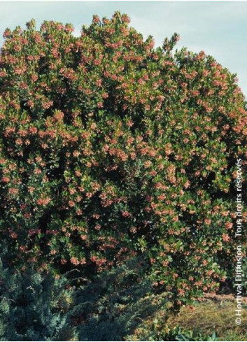 ARBUTUS unedo RUBRA