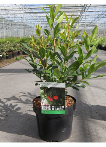 ARBUTUS unedo RUBRA En pot de 4-5 litres