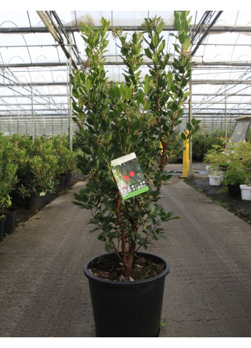 ARBUTUS unedo RUBRA En pot de 25-30 litres