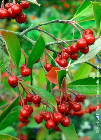 ARONIA arbutifolia BRILLIANT