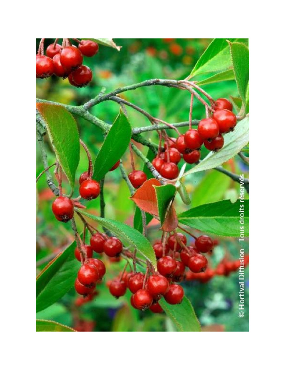 ARONIA arbutifolia BRILLIANT