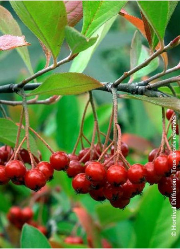 ARONIA arbutifolia BRILLIANT