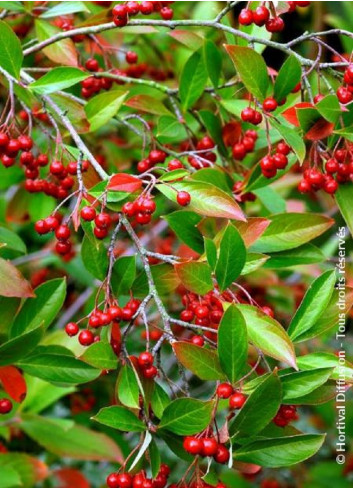 ARONIA arbutifolia BRILLIANT