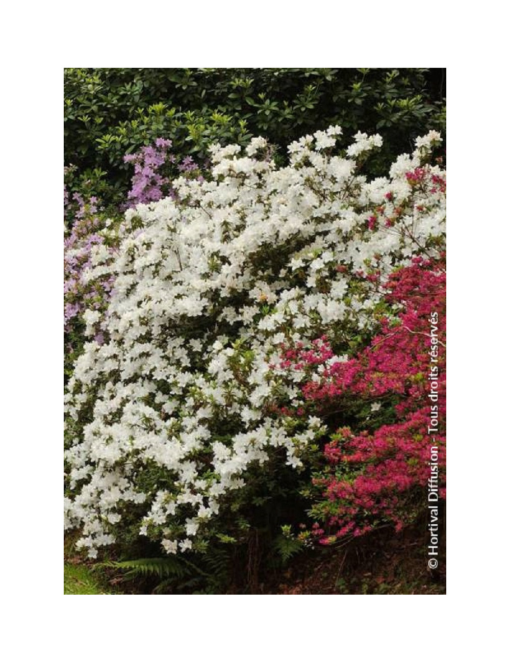 AZALEA japonica DOROTHY HEIDEN