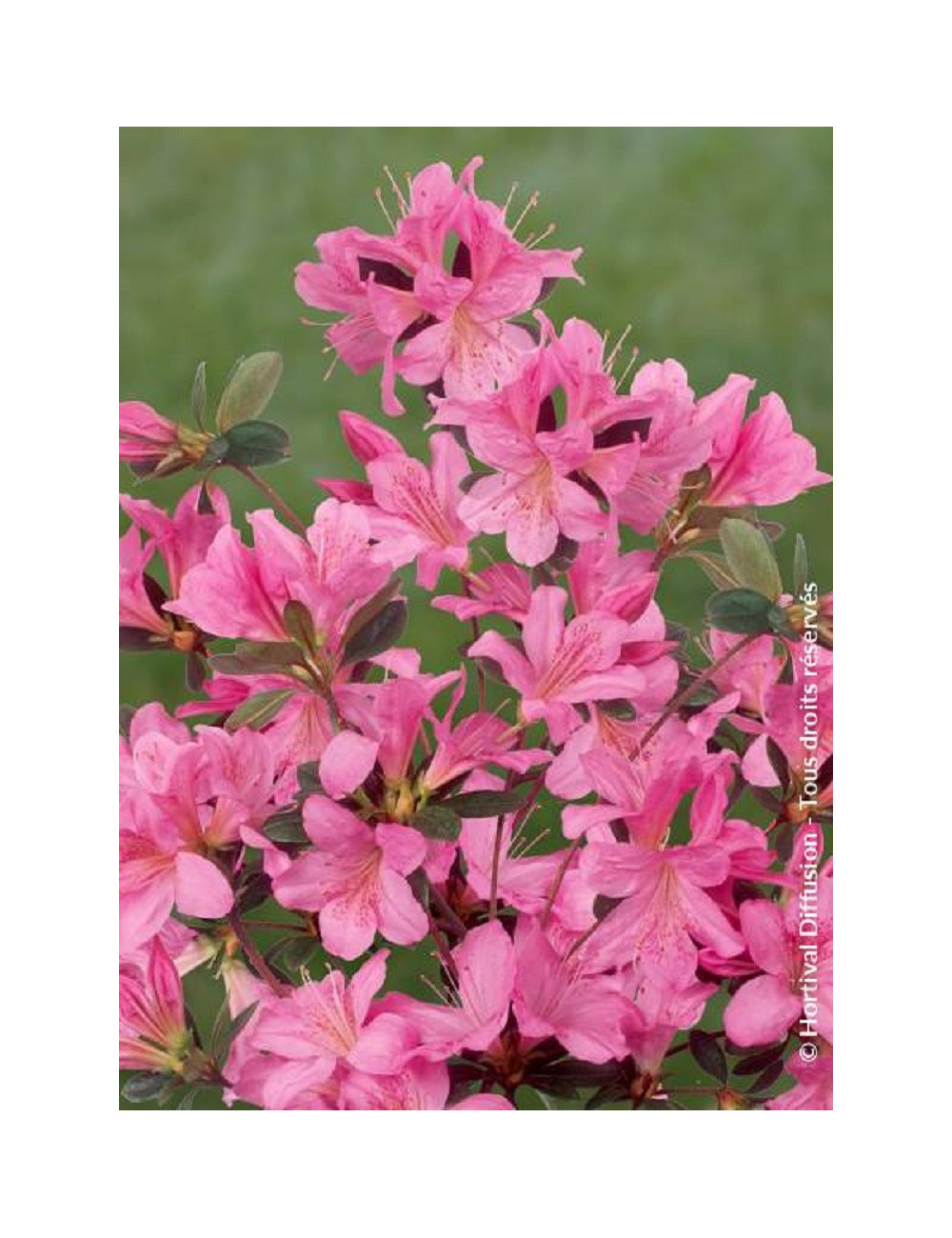 AZALEA japonica GILBERT MULLIE