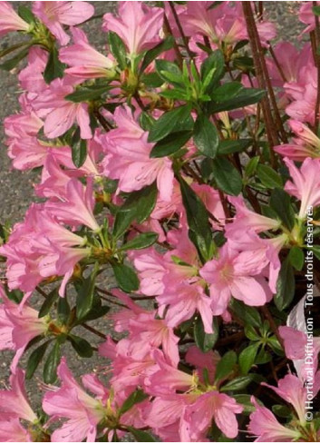 AZALEA japonica GILBERT MULLIE