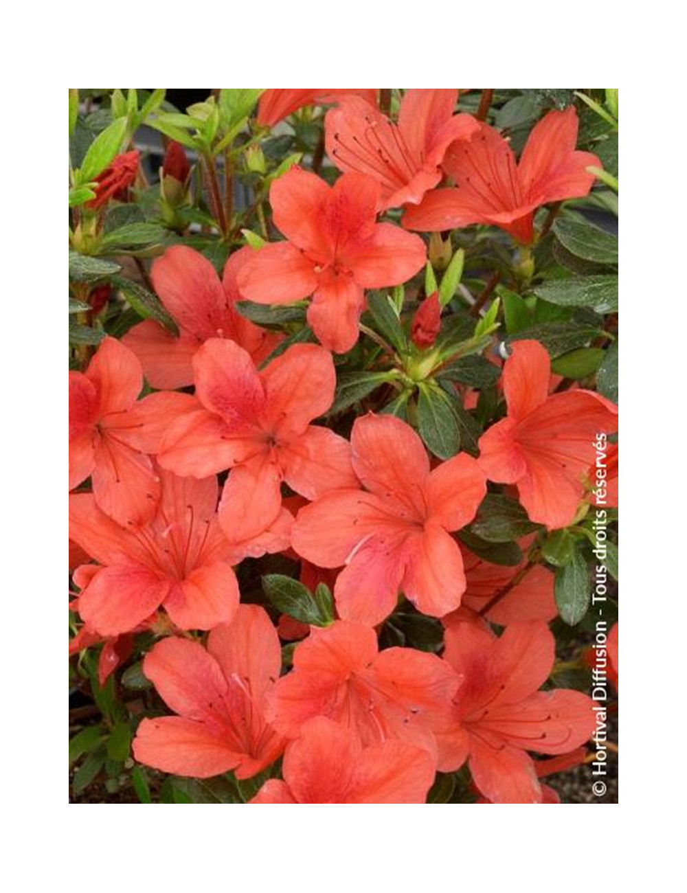 AZALEA japonica ORANGE WAY