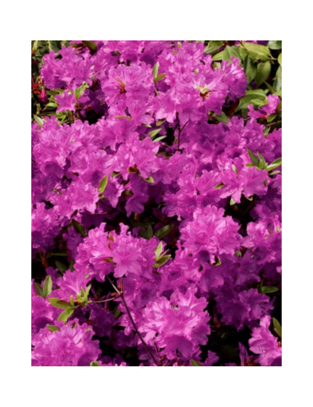 AZALEA japonica PURPLE SPLENDOR