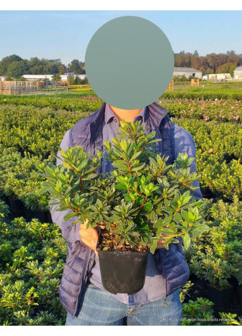 AZALEA japonica En pot de 2-3 litres