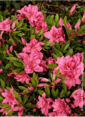 AZALEA japonica ROSA KING