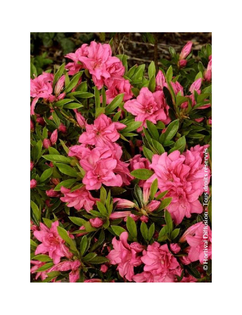 AZALEA japonica ROSA KING