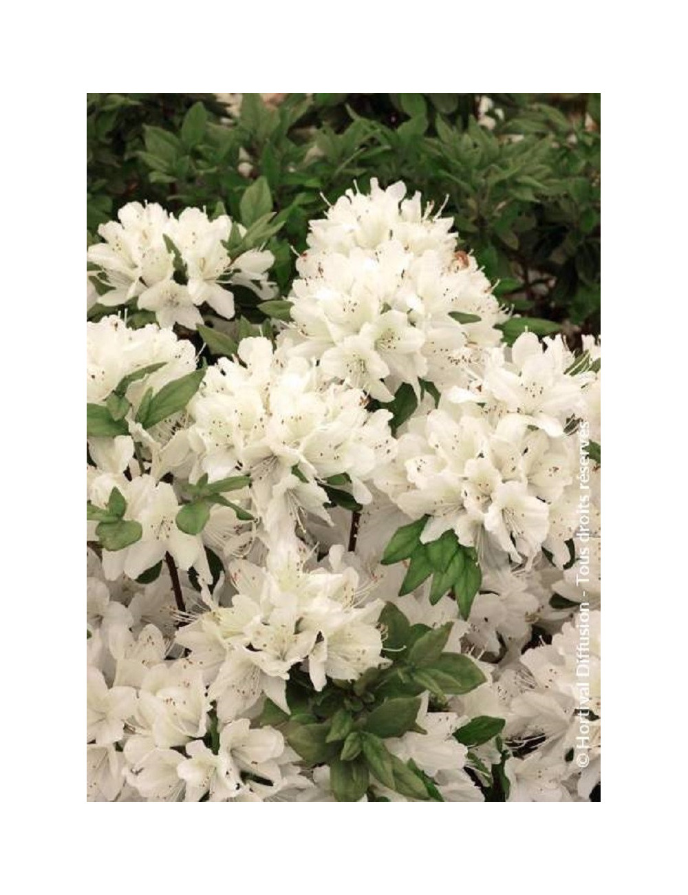 AZALEA japonica SCHNEEWITTCHEN