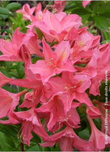 AZALEA mollis JOLIE MADAME