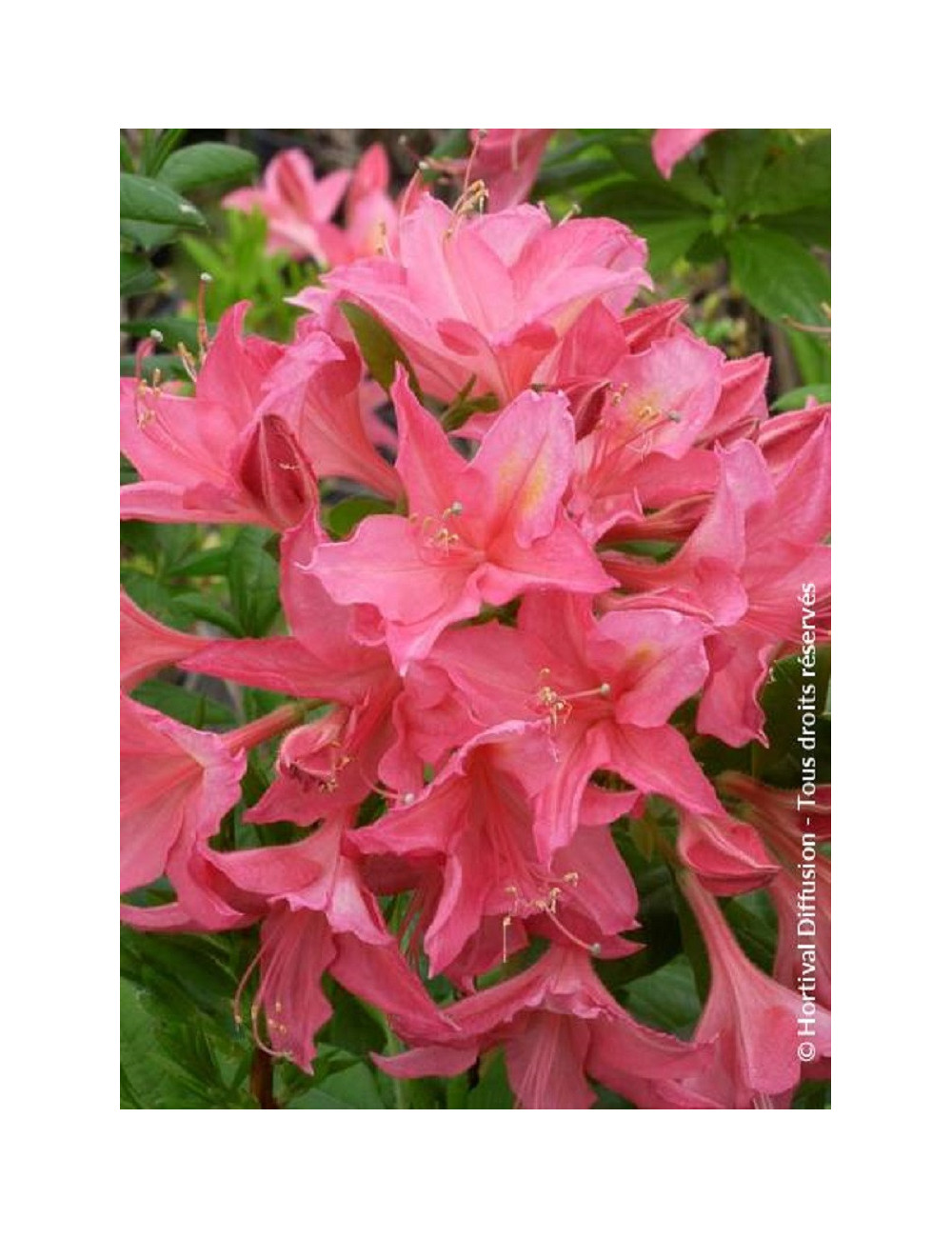 AZALEA mollis JOLIE MADAME