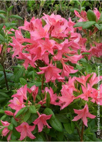 AZALEA mollis JOLIE MADAME