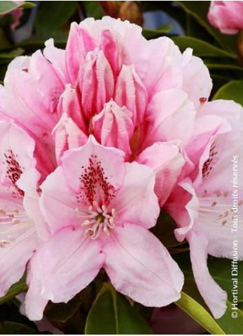 RHODODENDRON ALBERT SCHWEITZER