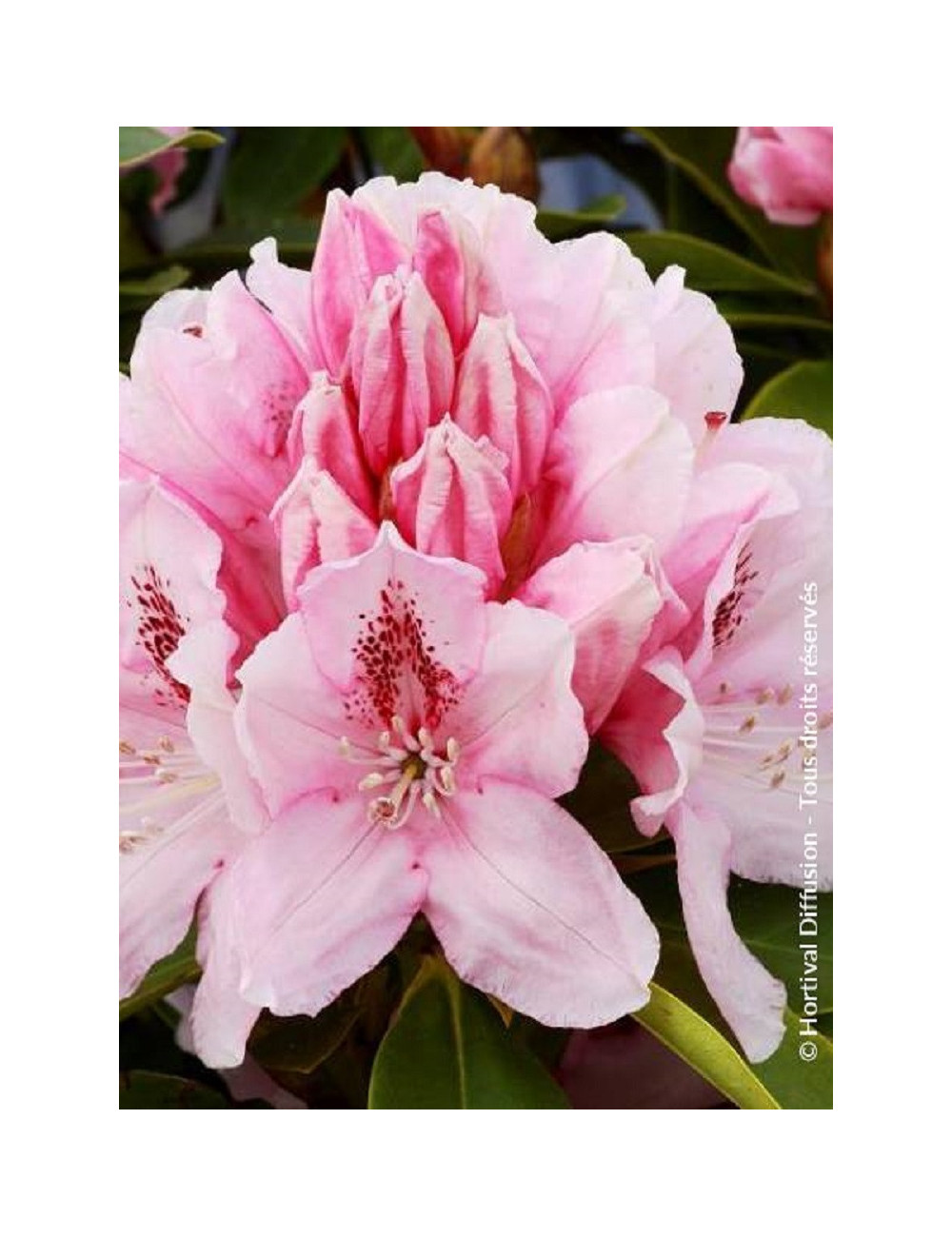 RHODODENDRON ALBERT SCHWEITZER