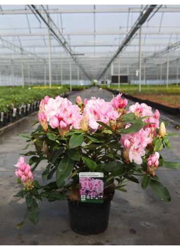 RHODODENDRON ALBERT SCHWEITZER En pot de 7-10 litres