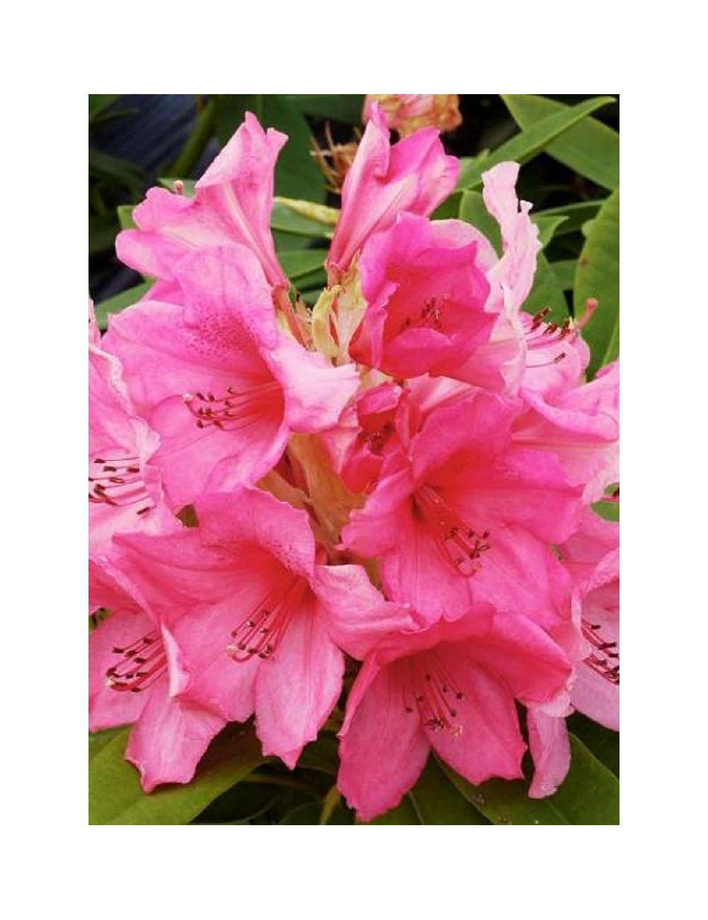 RHODODENDRON ANNA ROSE WHITNEY