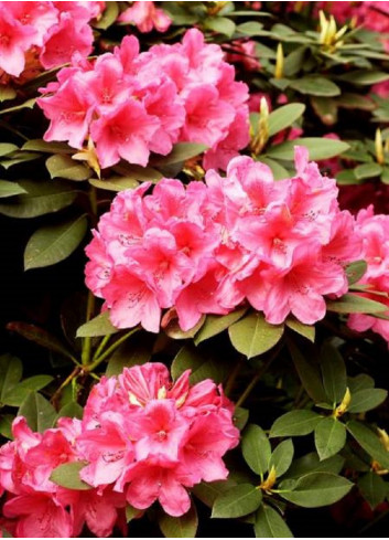 RHODODENDRON ANNA ROSE WHITNEY