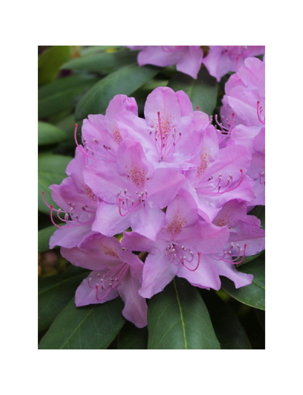 RHODODENDRON CATAWBIENSE GRANDIFLORUM