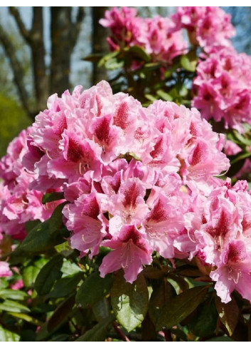 RHODODENDRON COSMOPOLITAN