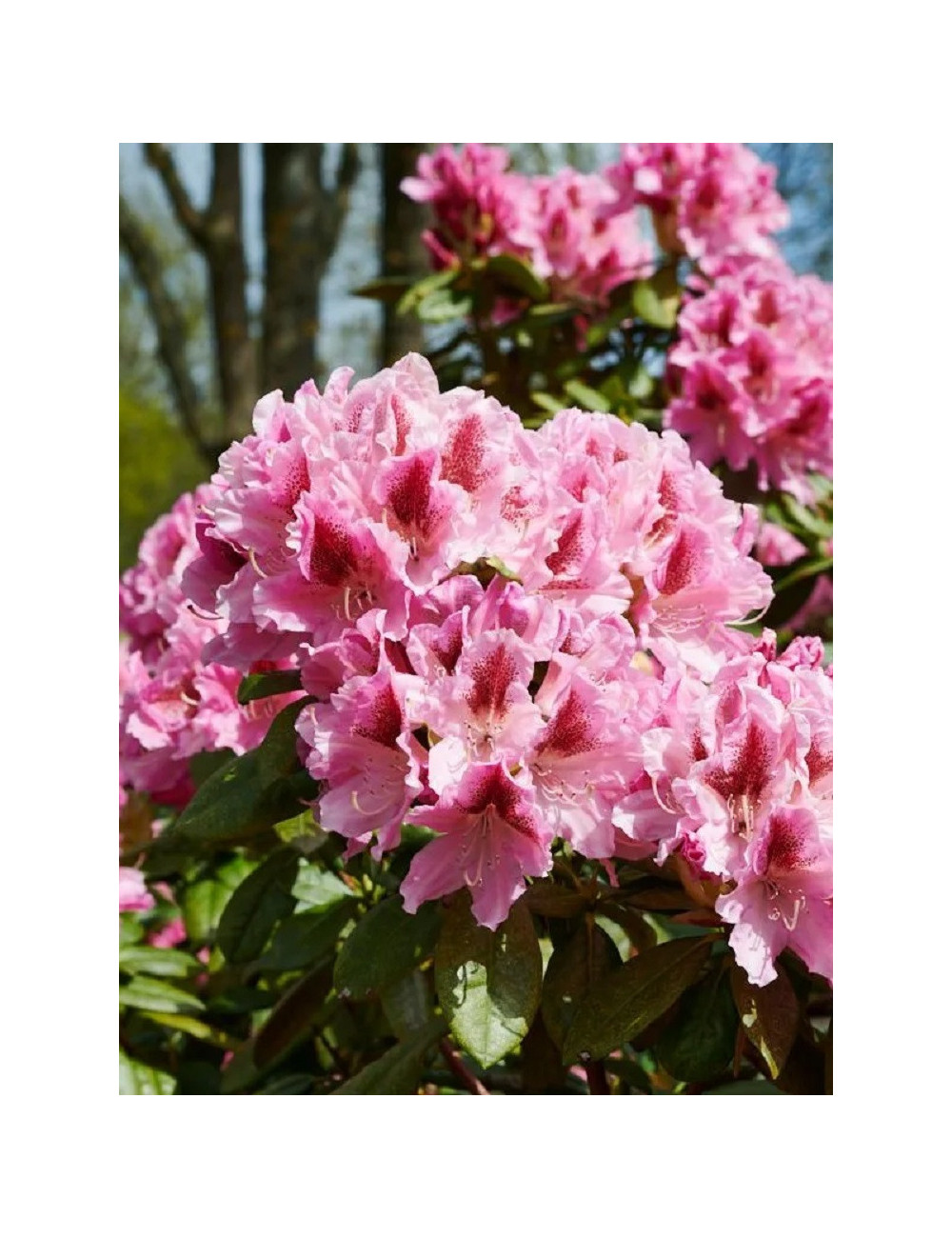 RHODODENDRON COSMOPOLITAN