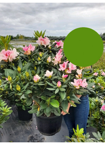 RHODODENDRON COSMOPOLITAN En pot de 15-20 litres