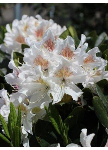 RHODODENDRON CUNNINGHAM'S WHITE